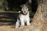 FOX TERRIER 445